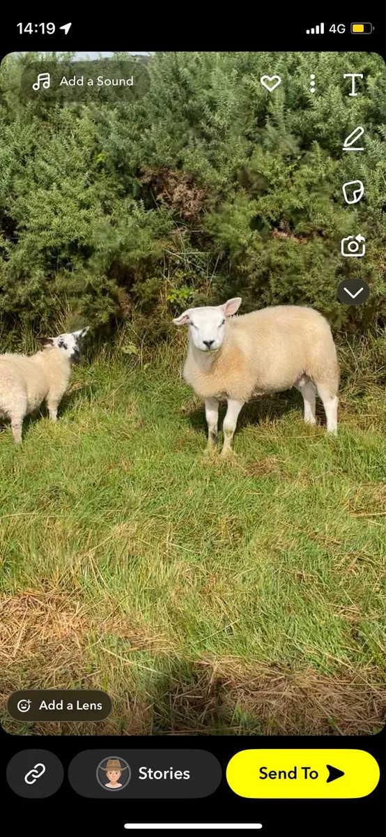Pedigree texel ram lamb