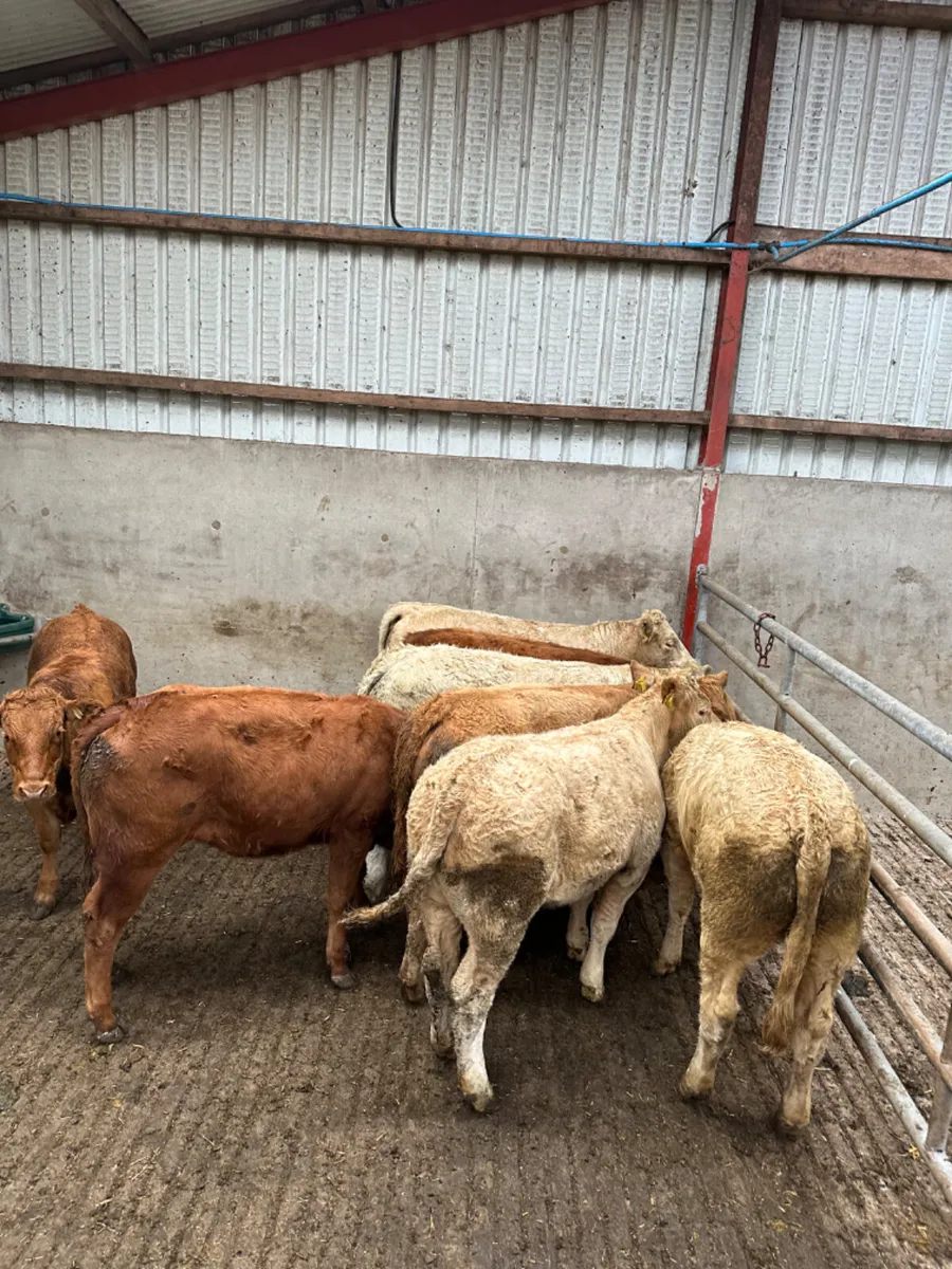 Charolais and lim heifers - Image 1