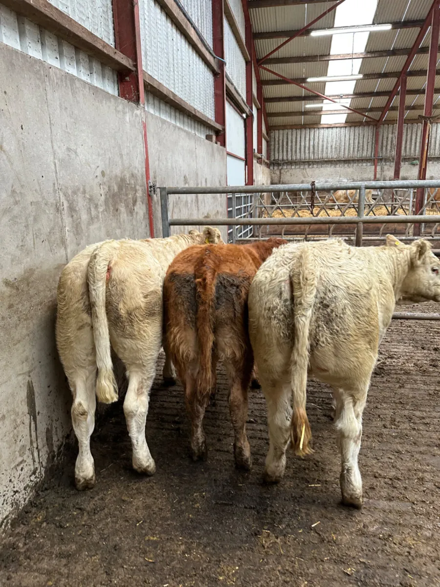 Charolais and lim heifers - Image 3
