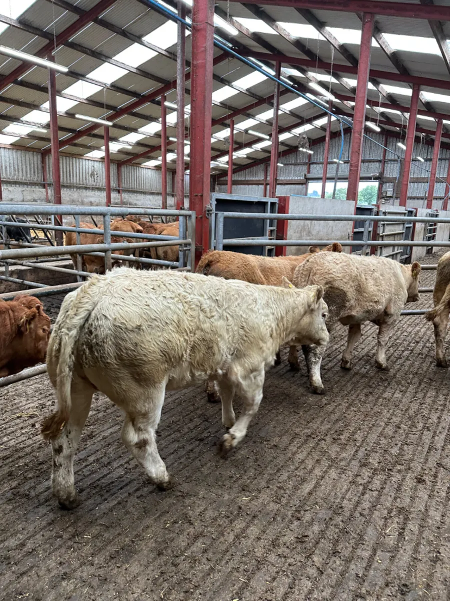 Charolais and lim heifers - Image 4