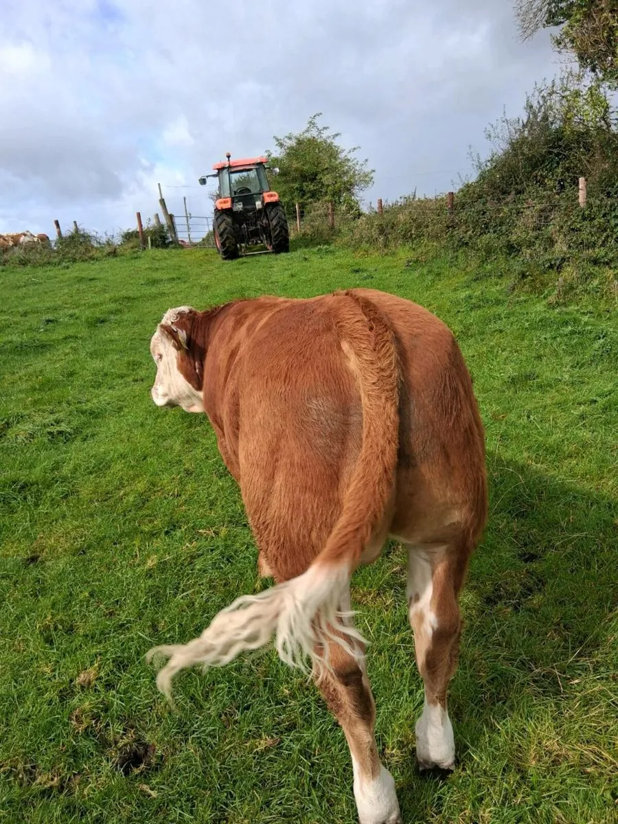 Organic weanlings - Image 1