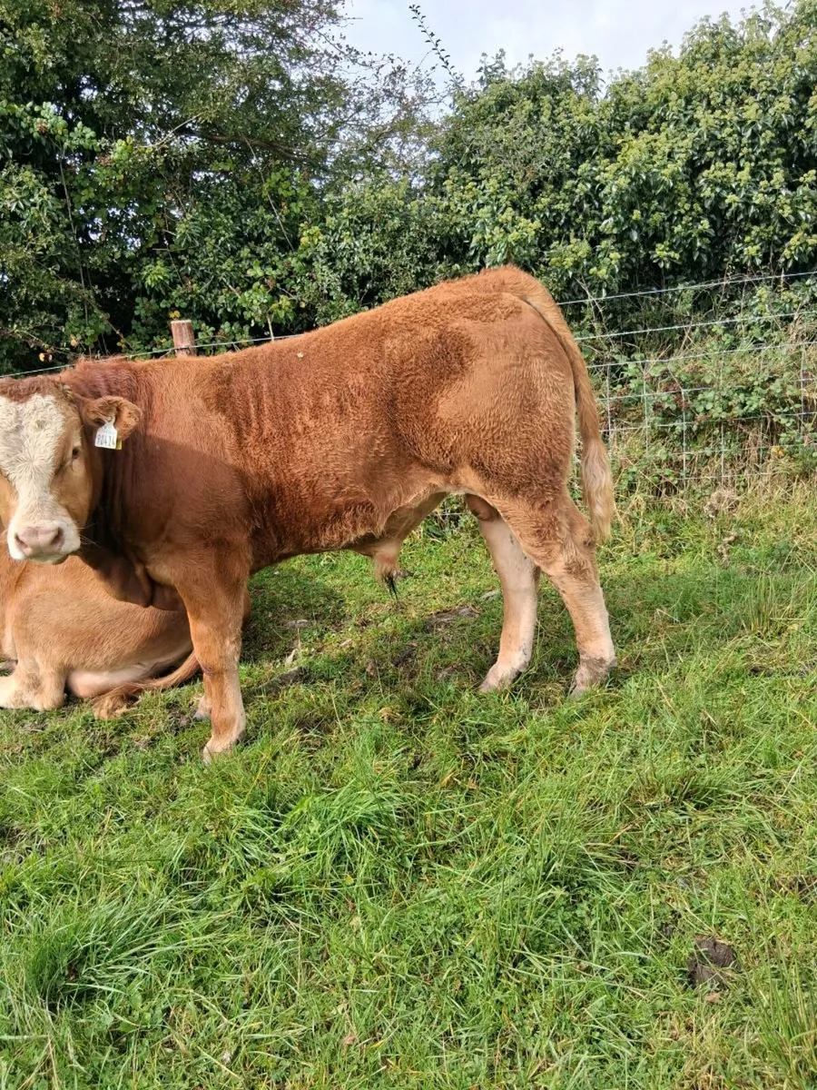 Organic weanlings - Image 2