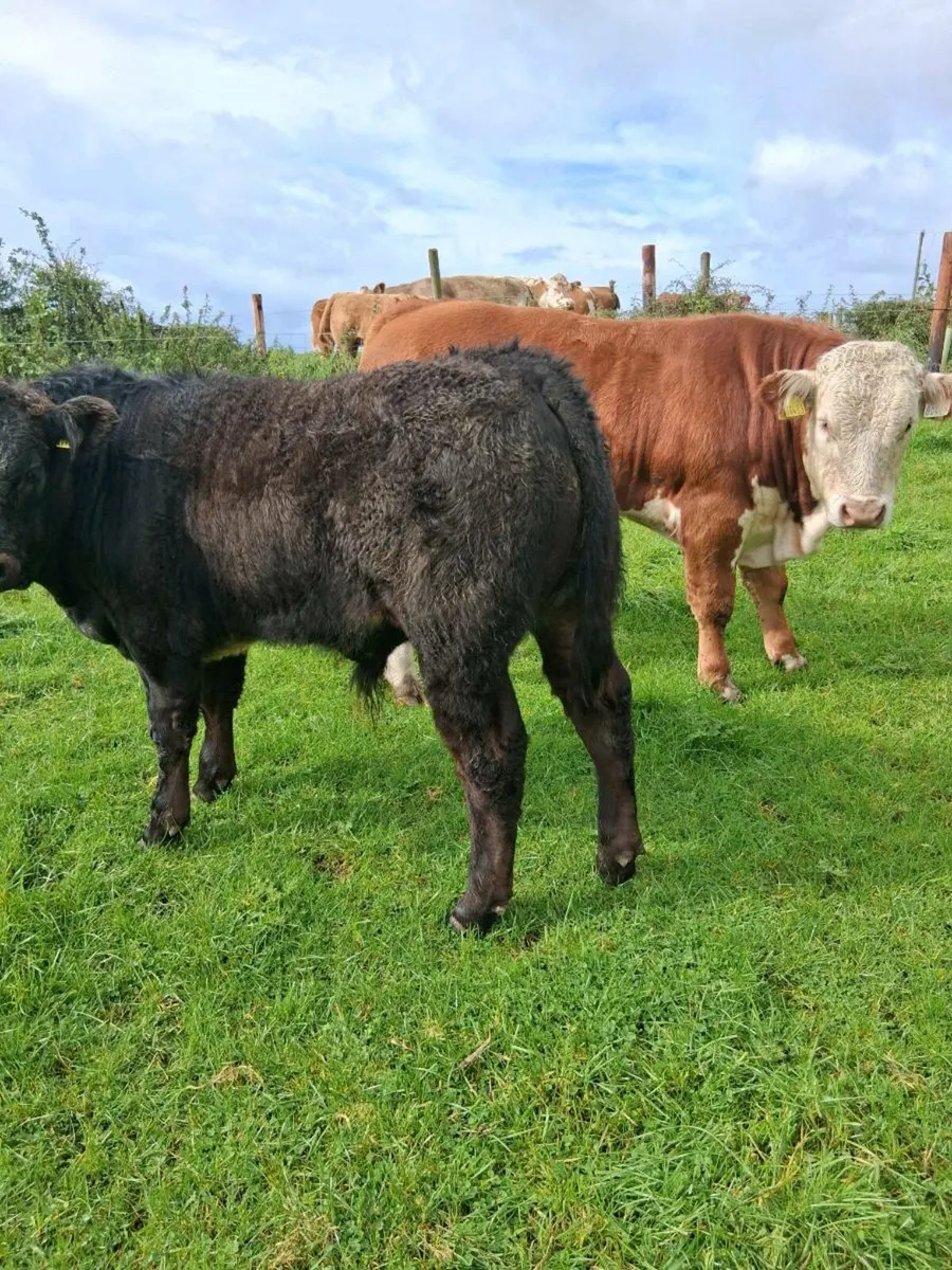 Organic weanlings - Image 4