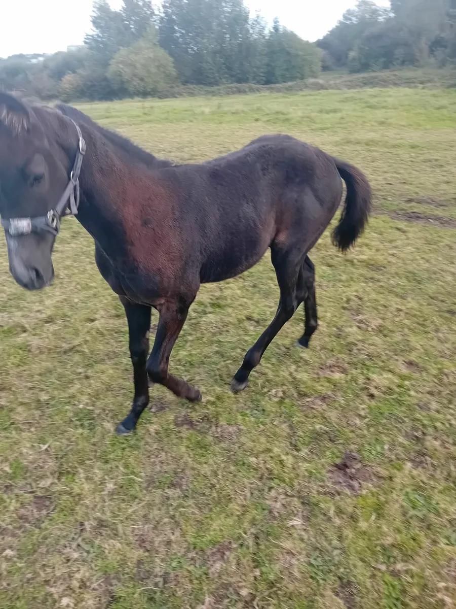 Mare and foal - Image 2
