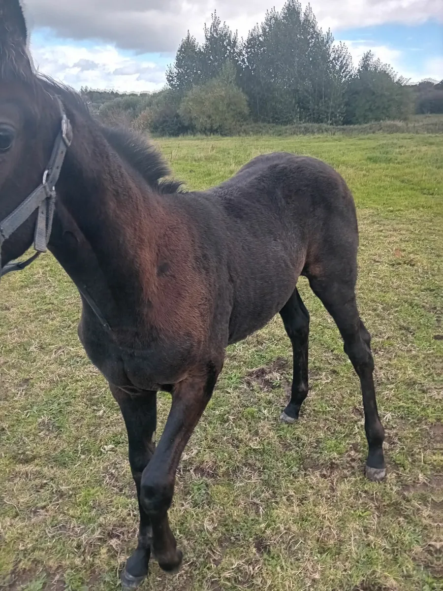 Mare and foal - Image 3