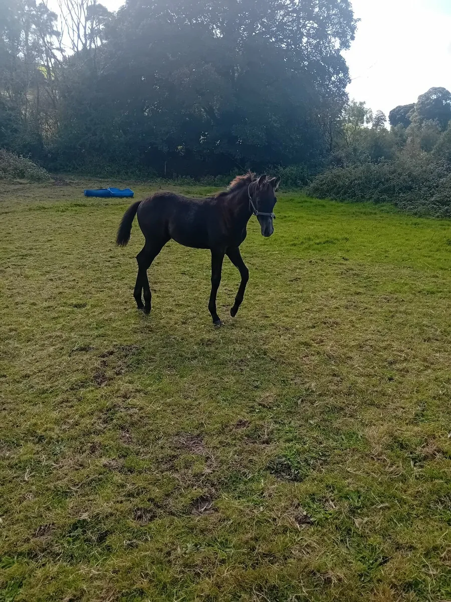 Mare and foal - Image 1