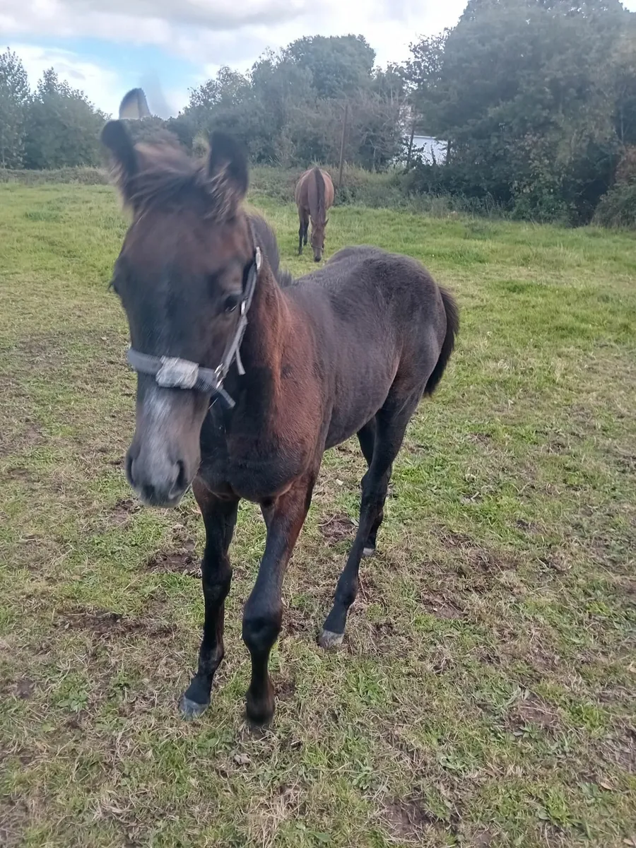 Mare and foal - Image 4