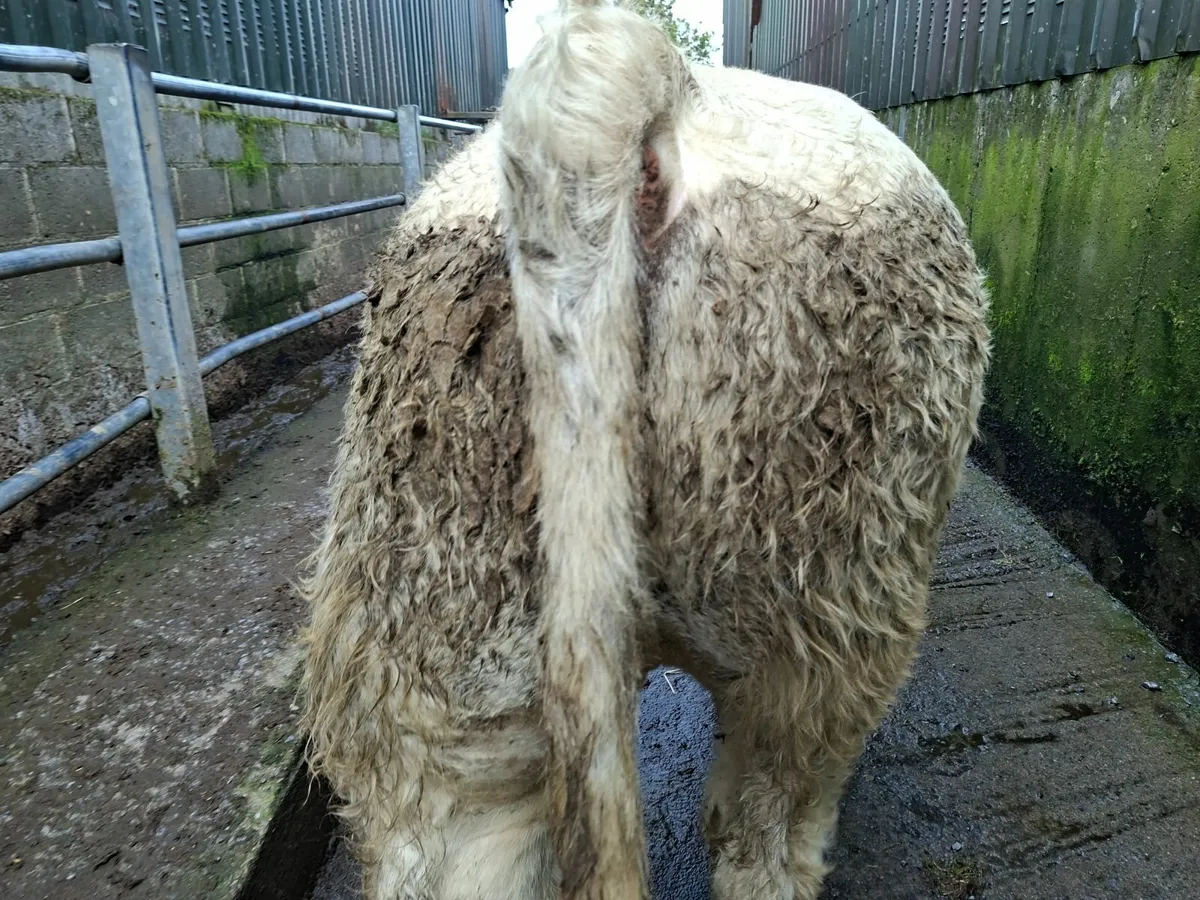 Charolais Bull 5* genotyped - Image 1