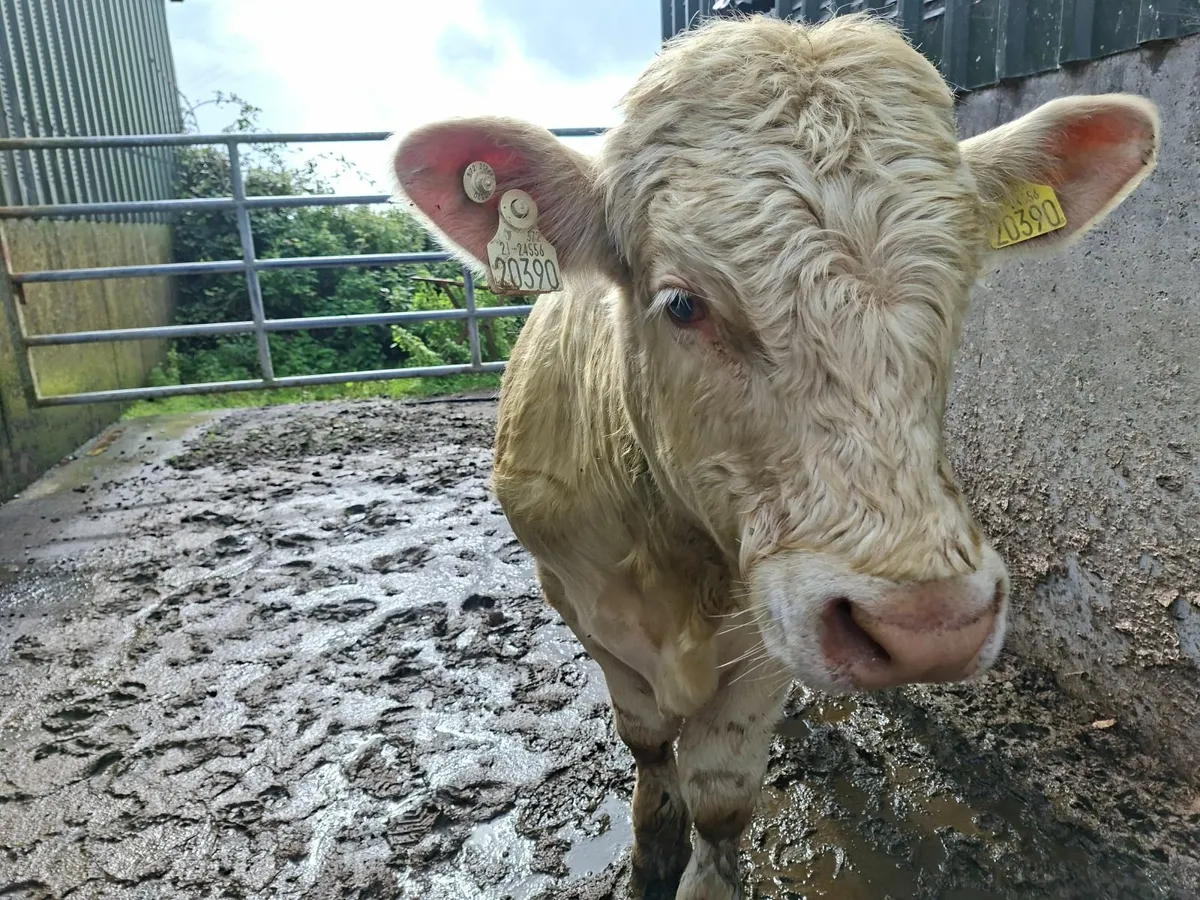 Charolais Bull 5* genotyped - Image 2
