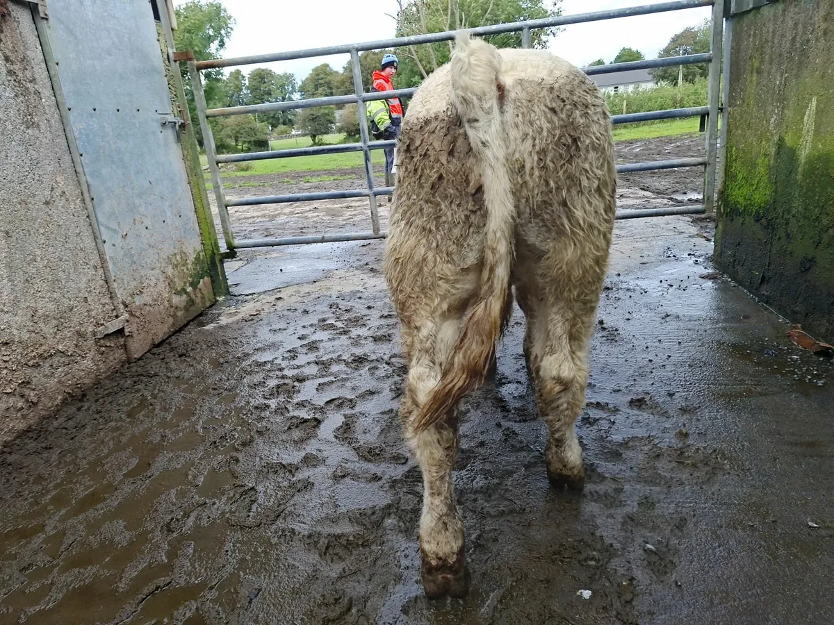 Charolais Bull 5* genotyped - Image 4