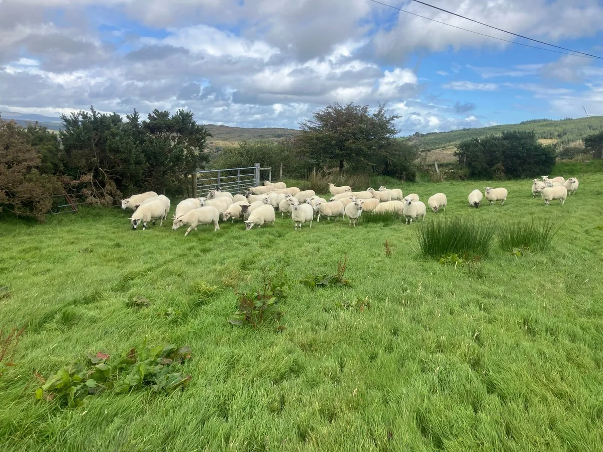 Organic Hoggets (full symbol) - Image 2