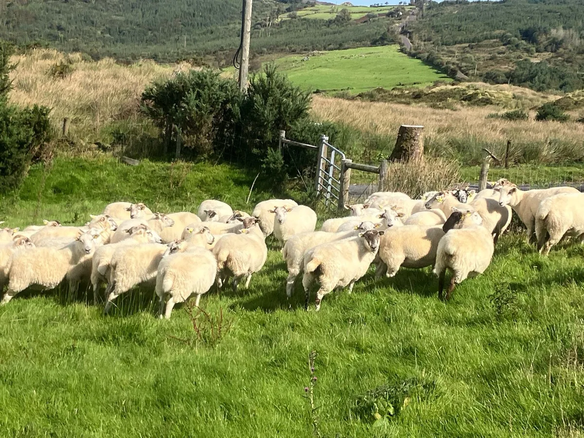 Organic Hoggets (full symbol) - Image 4