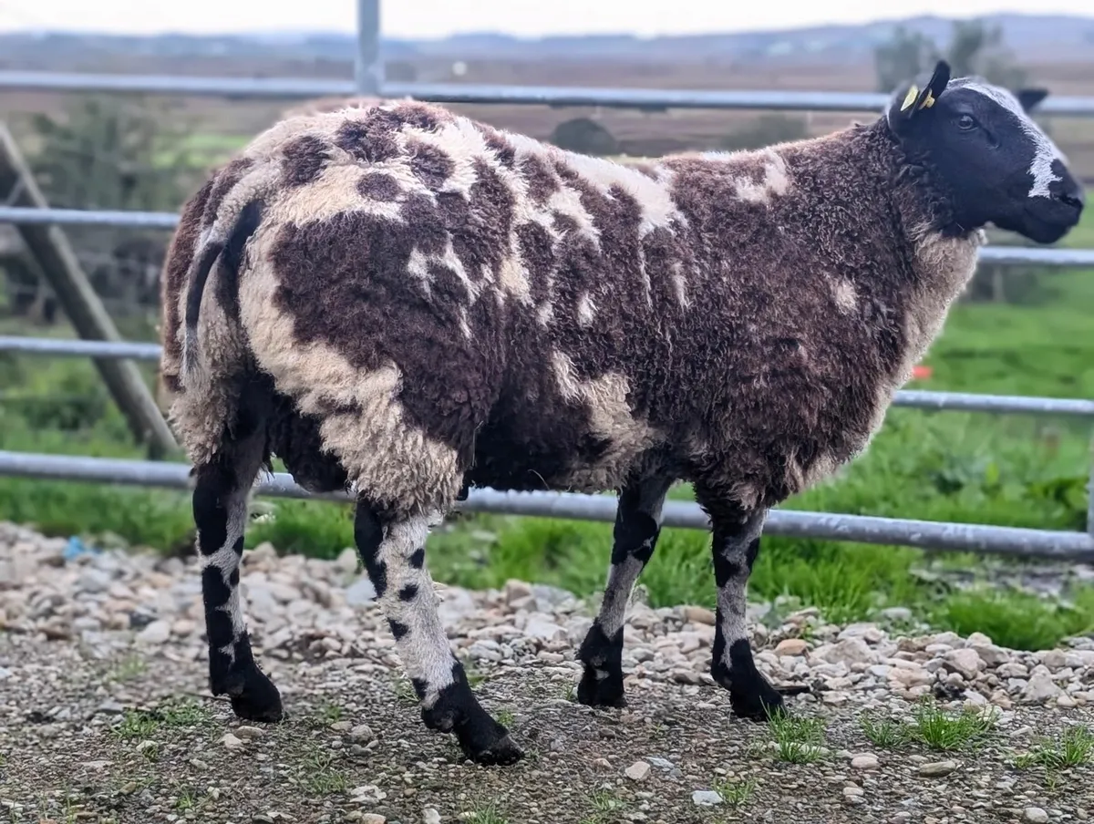 Rams *Dutch spotted ram lambs - Image 1