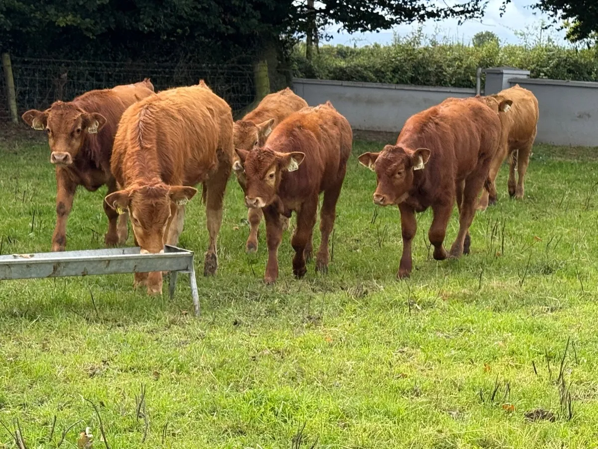 6 Suckler Bred Limousin Bull Weanlings - Image 2