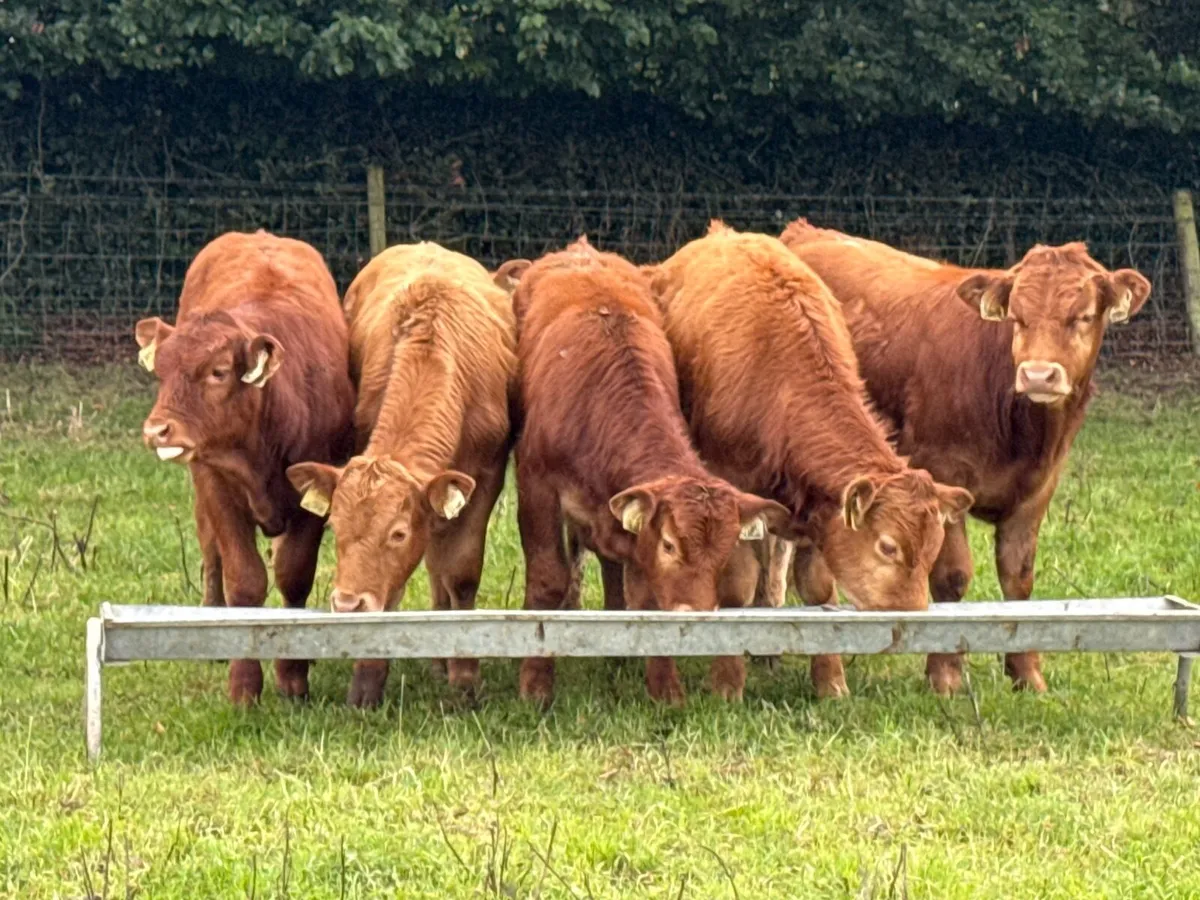 6 Suckler Bred Limousin Bull Weanlings - Image 3