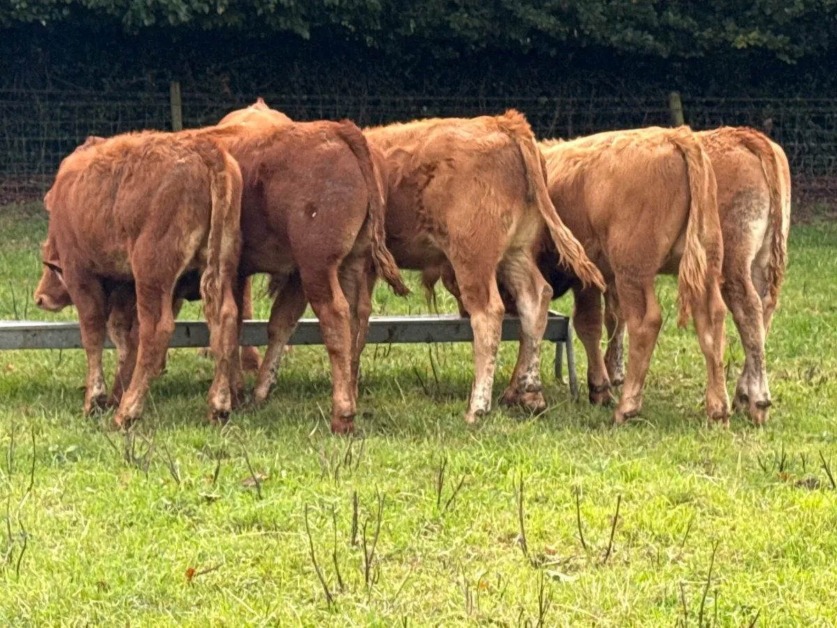 6 Suckler Bred Limousin Bull Weanlings - Image 4