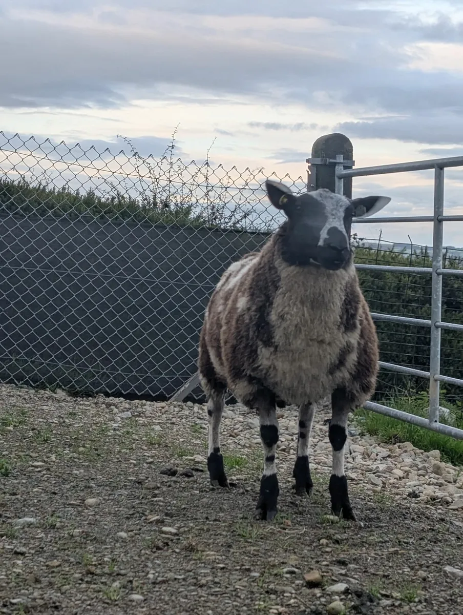 Rams *Dutch spotted ram lambs - Image 2