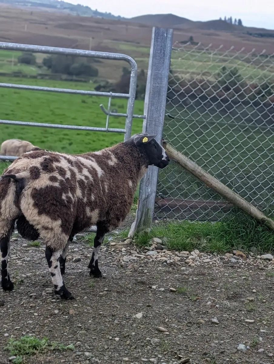 Rams *Dutch spotted ram lambs - Image 3