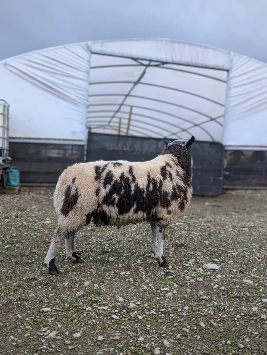 Rams *Dutch spotted ram lambs - Image 4