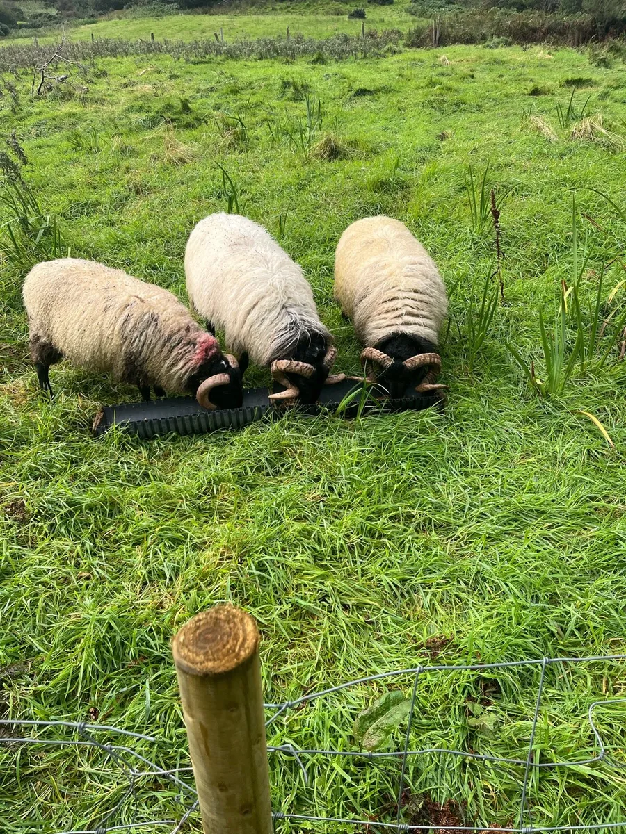 Rams - Image 1