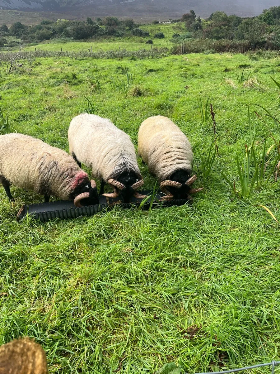 Rams - Image 2