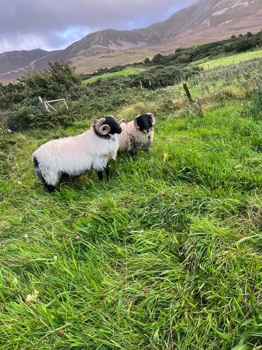 Rams - Image 3