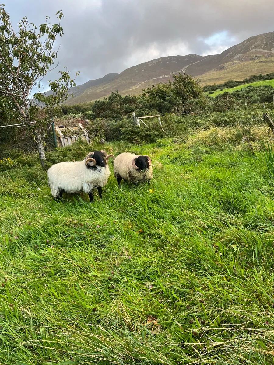Rams - Image 4