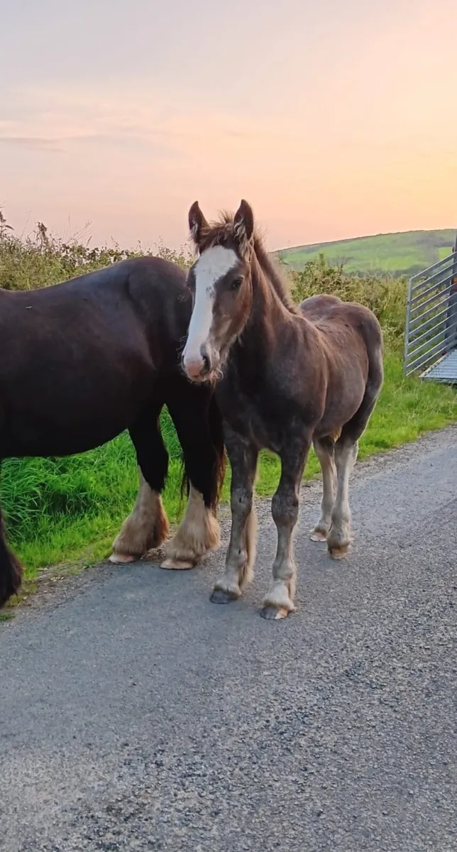 Colt foal - Image 1