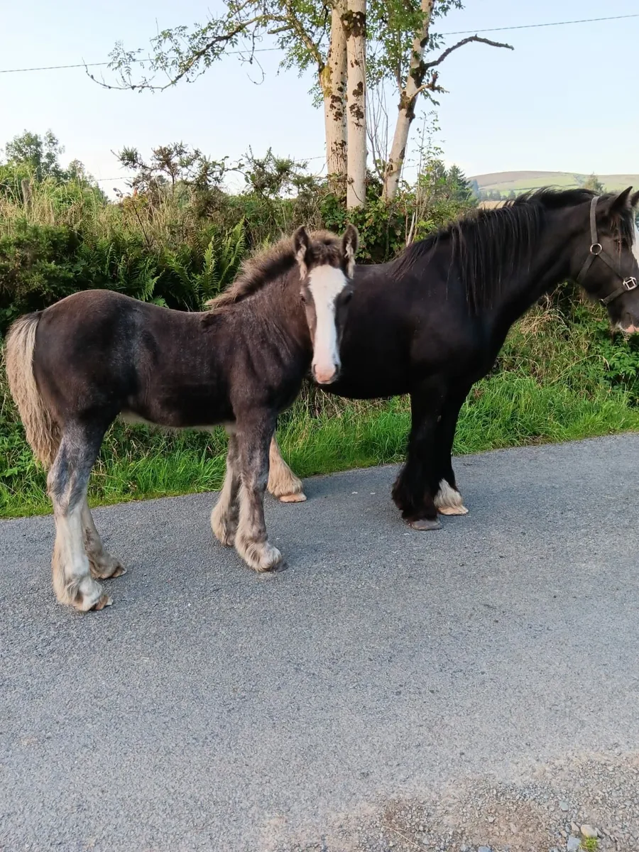 Colt foal - Image 2
