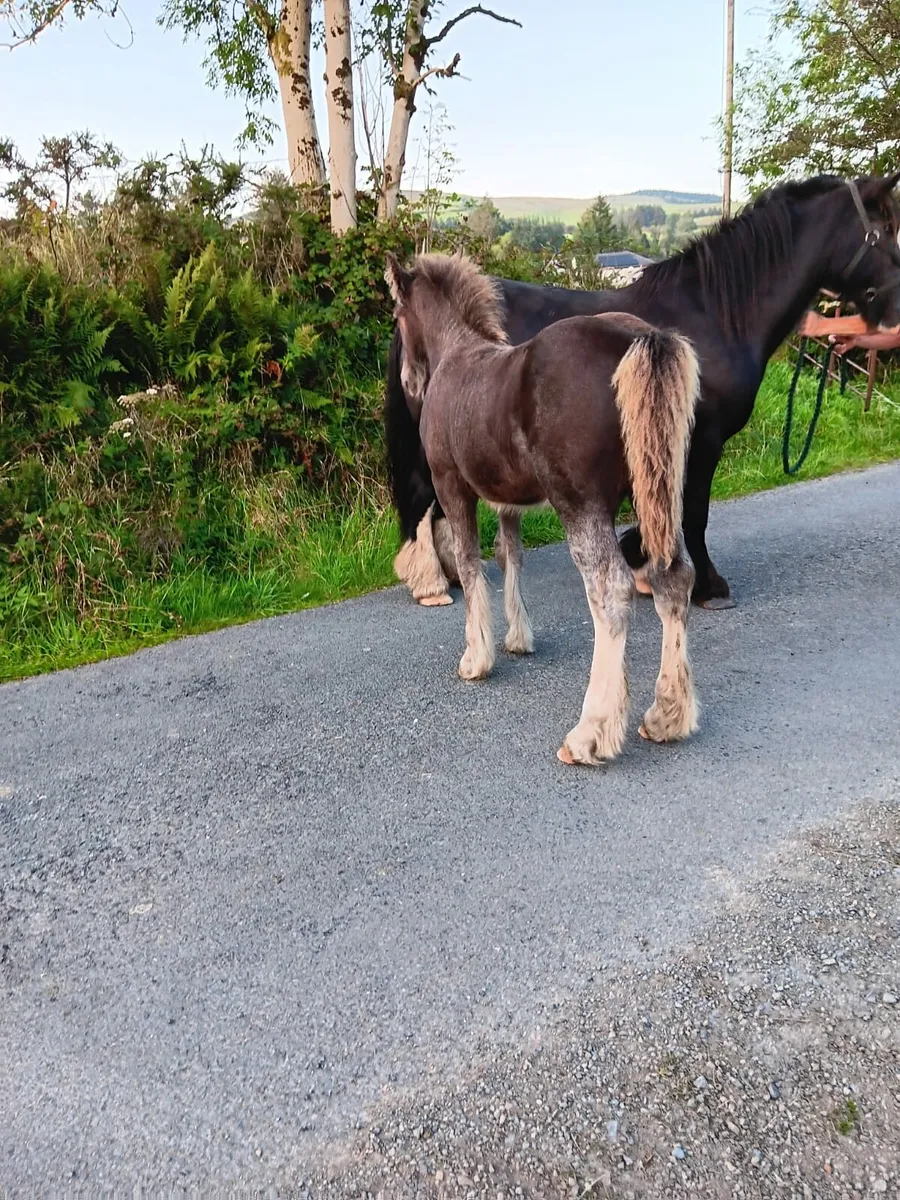 Colt foal - Image 3
