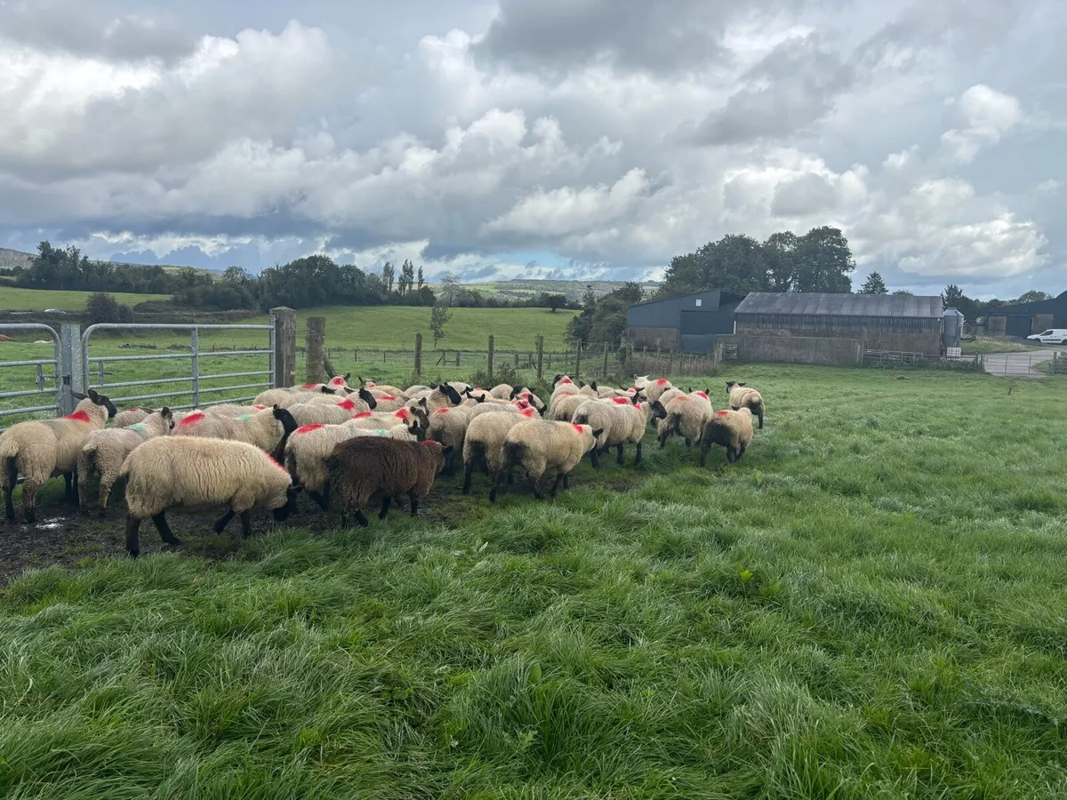 Ewe lambs - Image 2