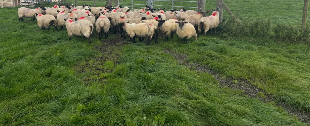 Ewe lambs - Image 3