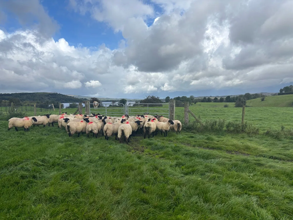Ewe lambs - Image 1