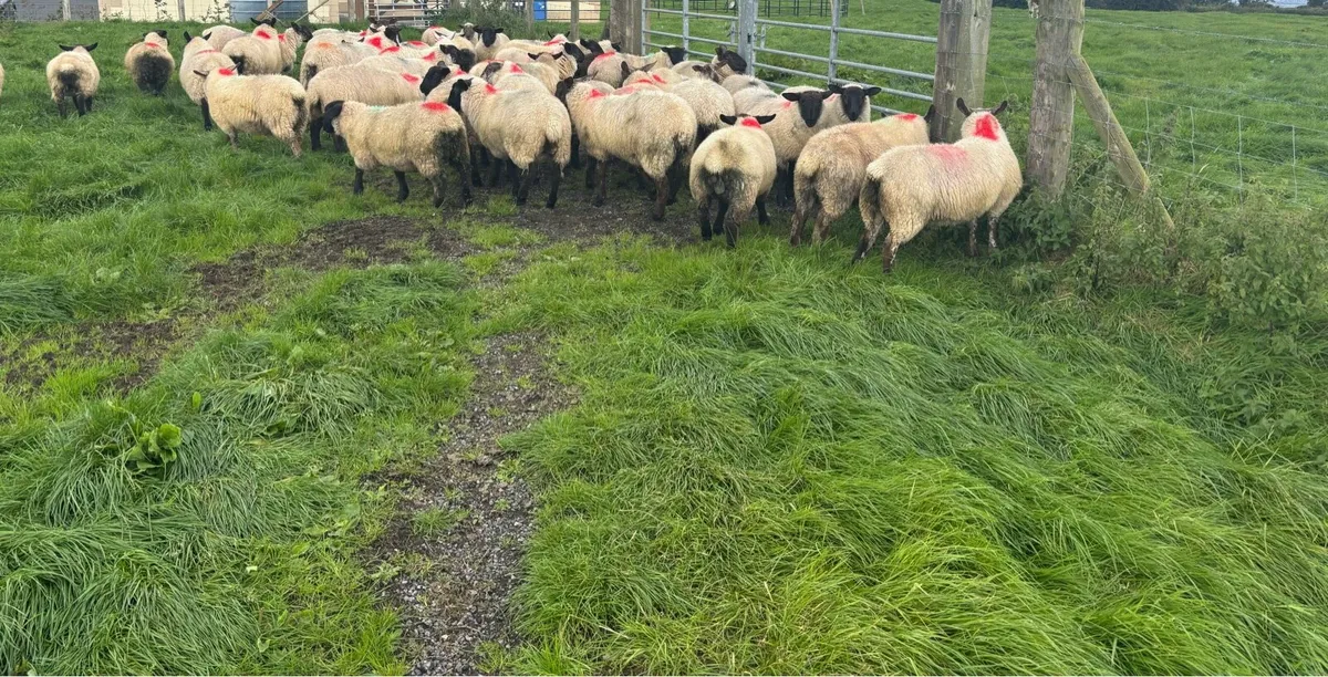 Ewe lambs - Image 4