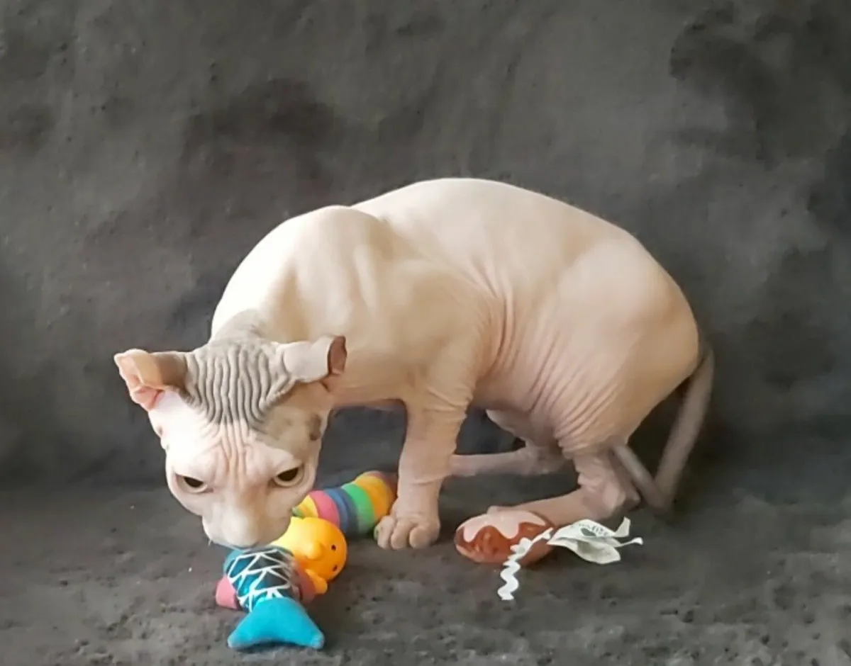 Sphynx Sphinx kittens cat(can deliver) - Image 3