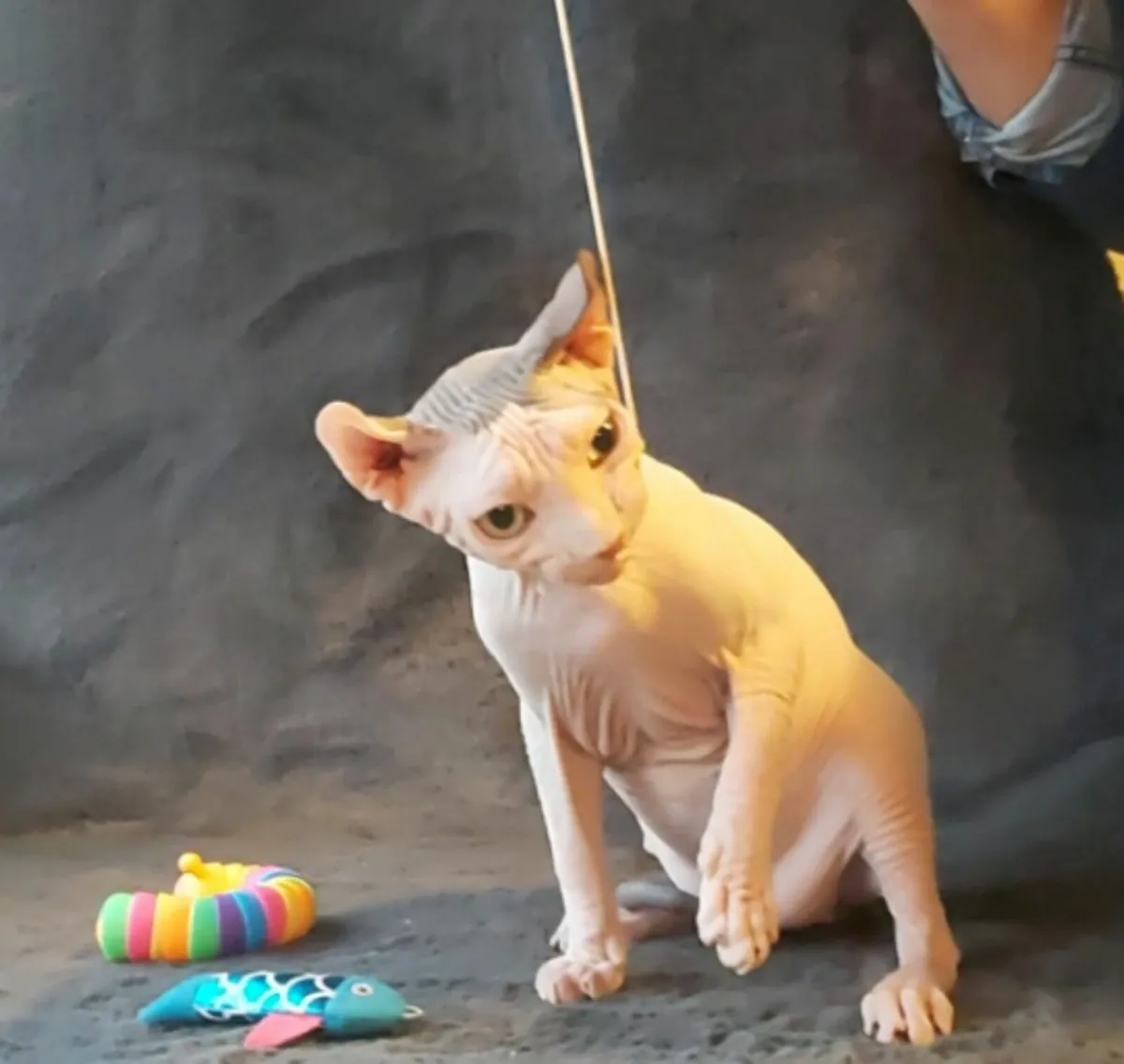 Sphynx Sphinx kittens cat(can deliver) - Image 4