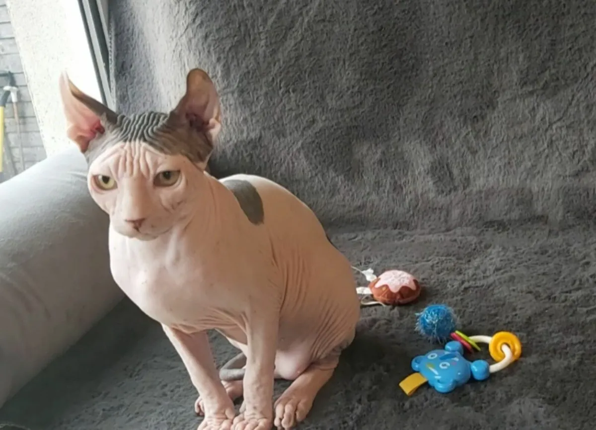 Sphynx Sphinx kittens cat(can deliver) - Image 1