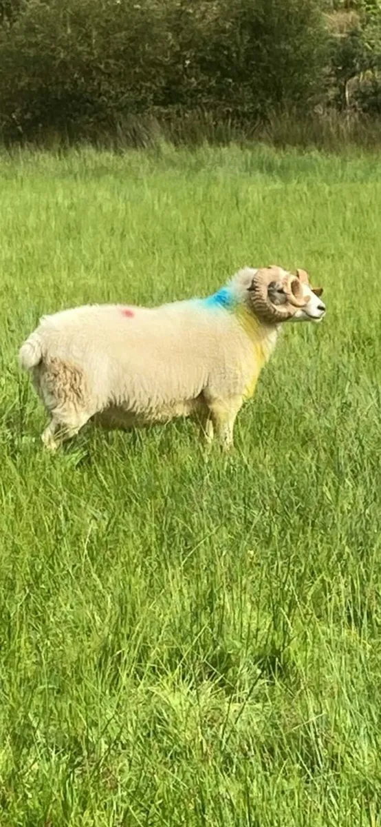 Teaser Ram - Image 1