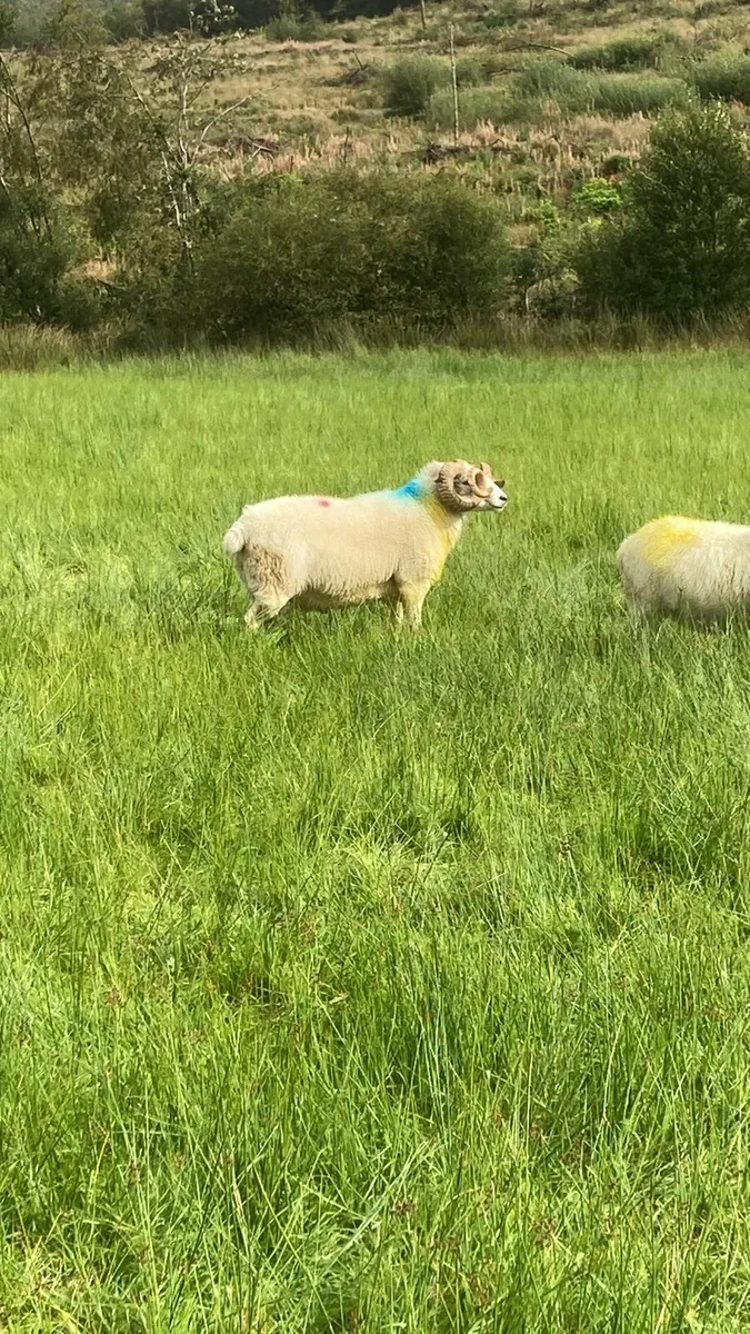 Teaser Ram - Image 2