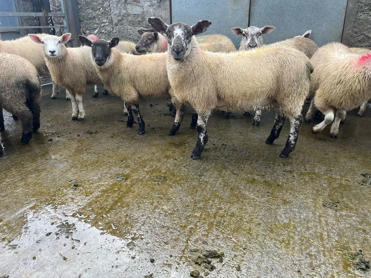 50 ewe lambs - Image 1