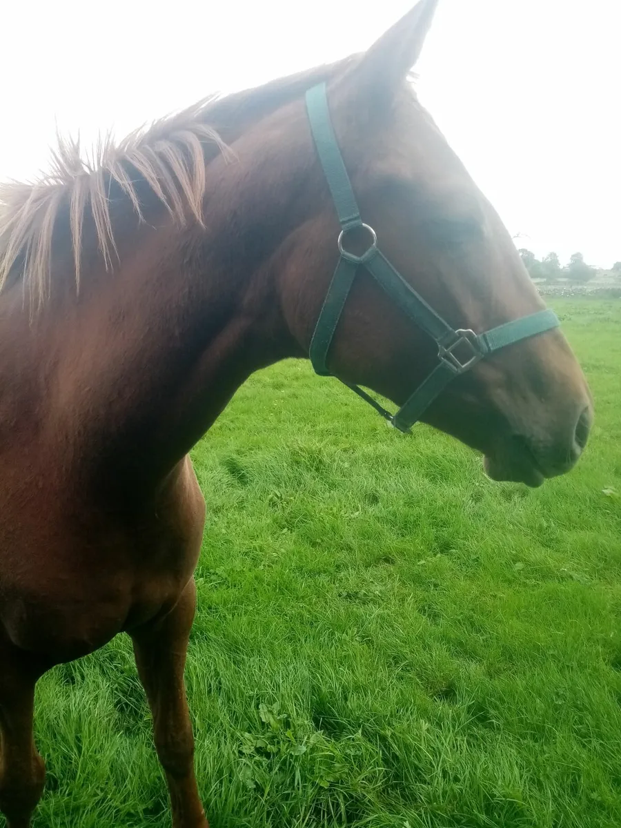 Thoroughbred NH Filly - Image 1