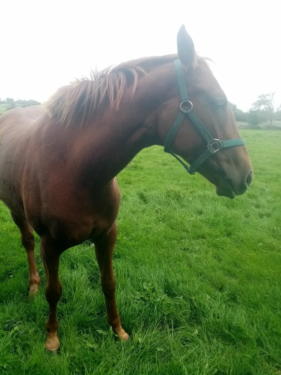 Thoroughbred NH Filly - Image 2