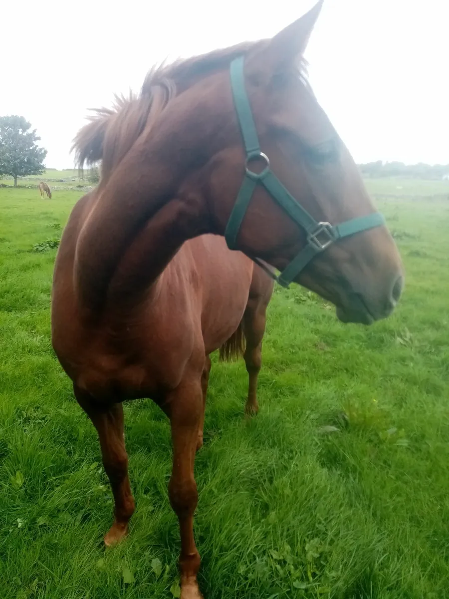 Thoroughbred NH Filly - Image 3