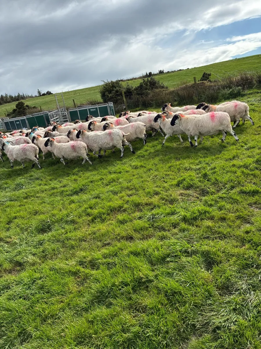 Old ewes - Image 2