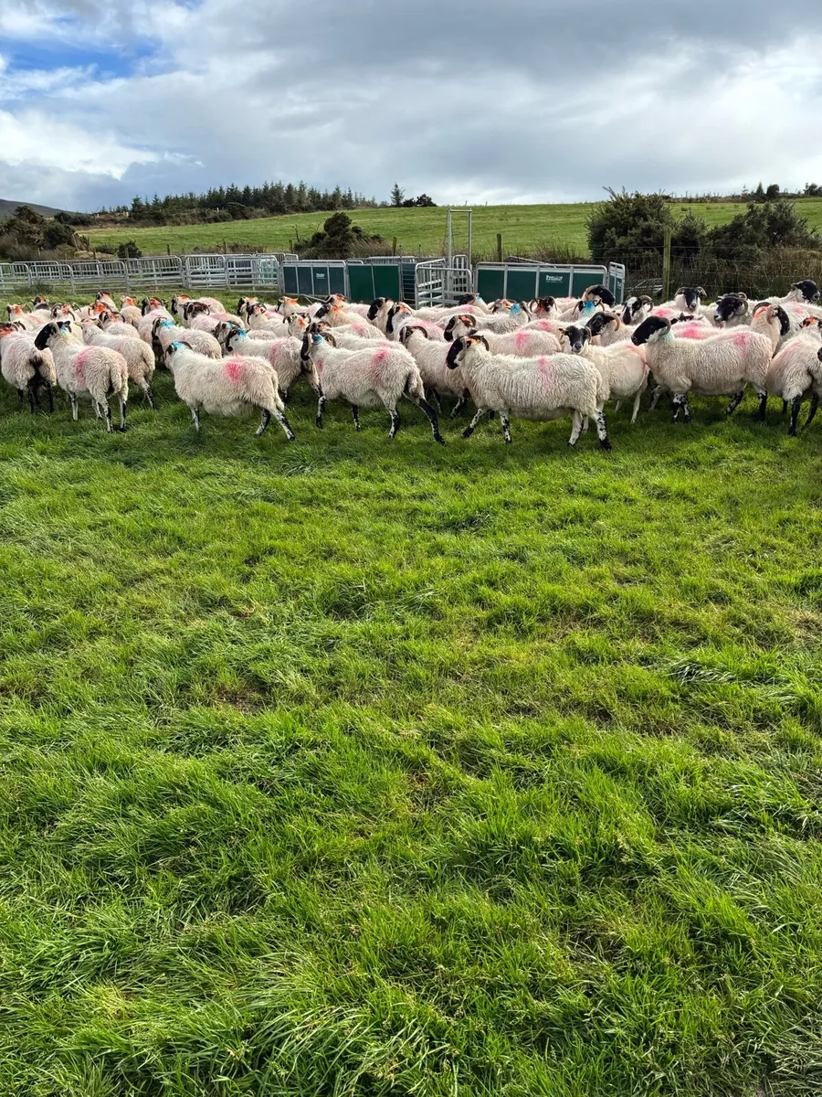 Old ewes - Image 3