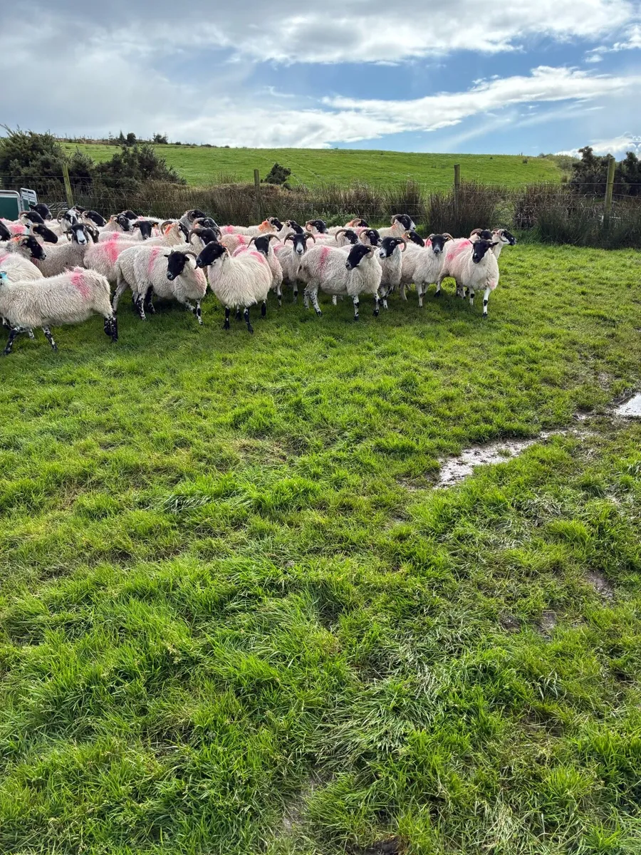 Old ewes - Image 4