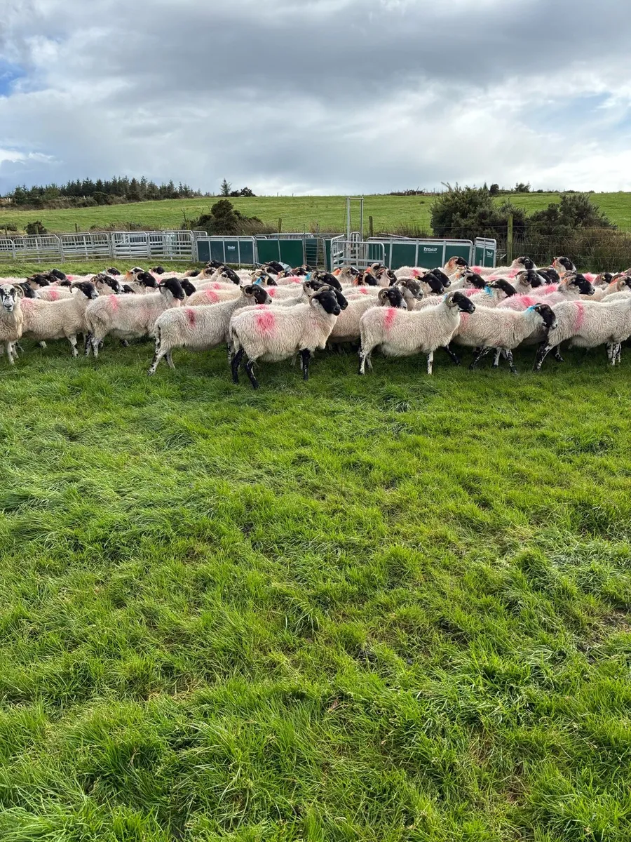 Old ewes - Image 1