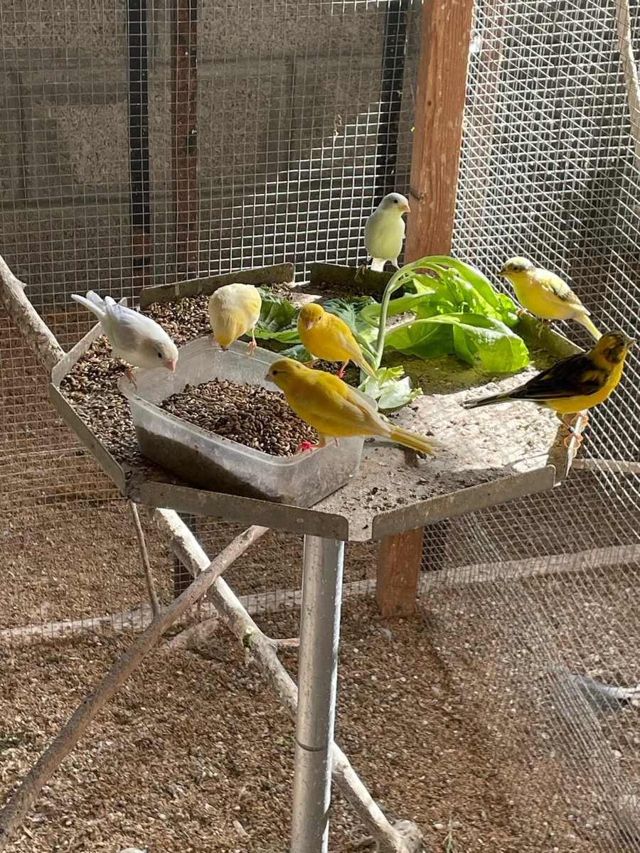 Irish Fancy Canaries