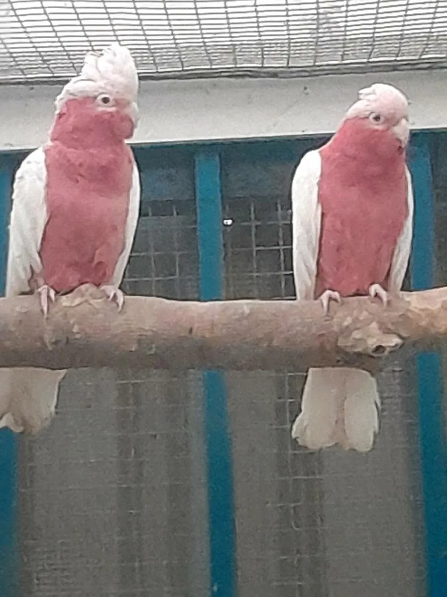 Lutino galahs /macaws - Image 1