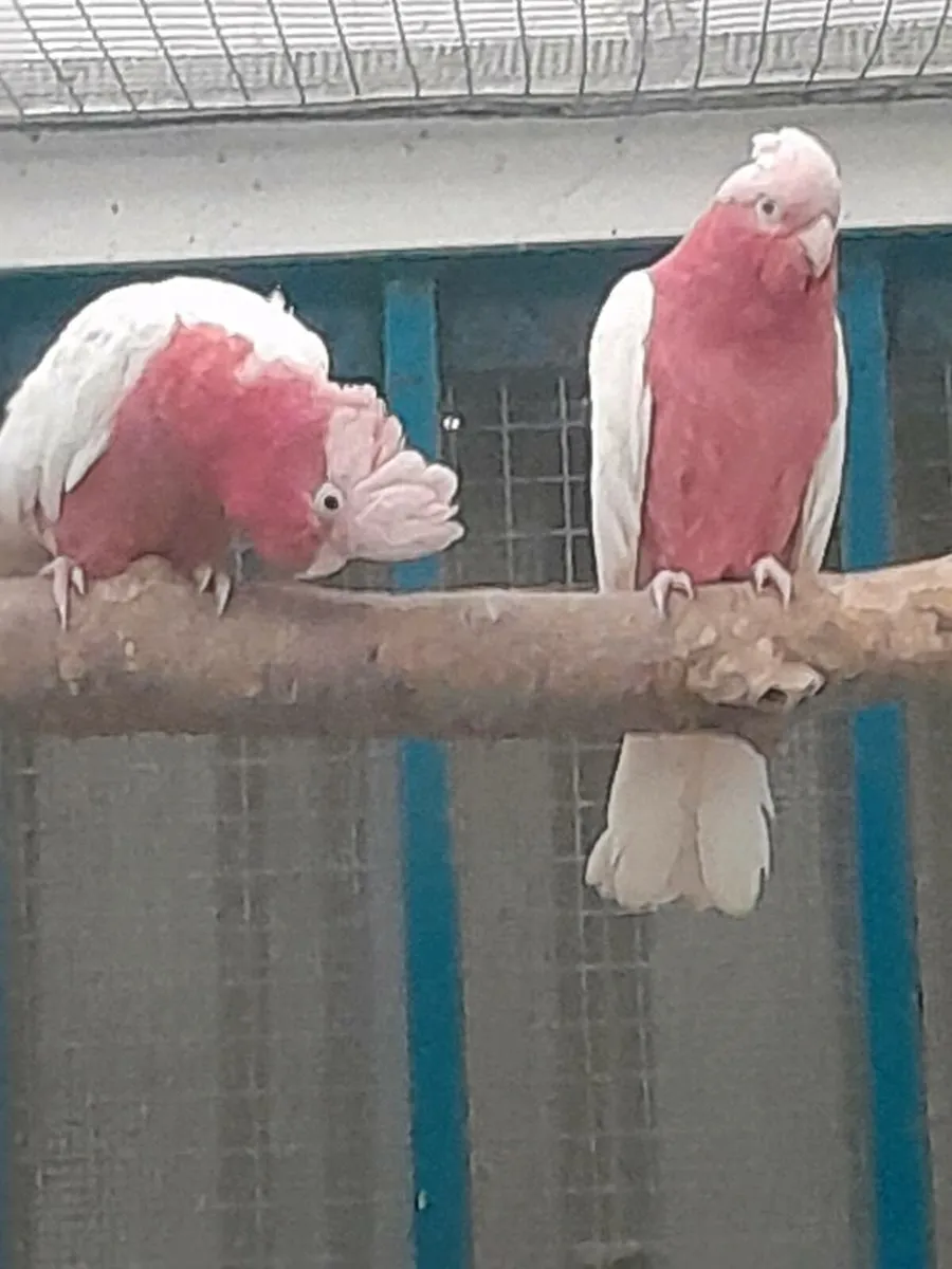 Lutino galahs /macaws - Image 2